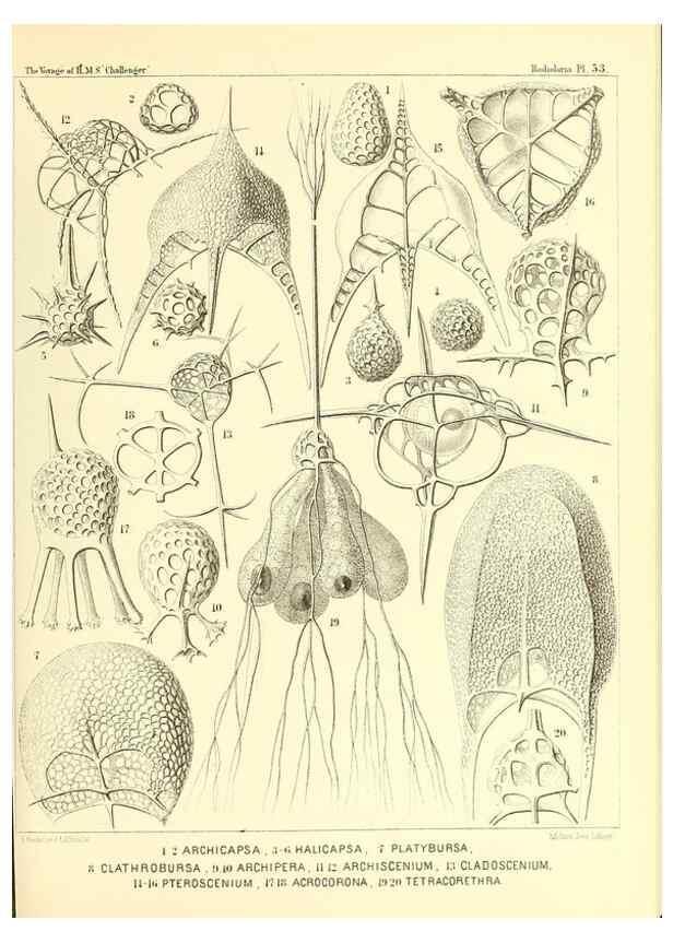 Reproducción/Reproduction 37096604925: Report on the scientific results of the voyage of H.M.S. Challenger during the years 1873-76 under the command of Captain George S. Nares .... Edinburgh :Neill,1880-1895.