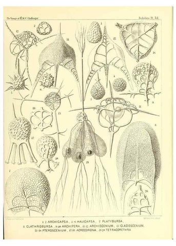 Reproducción/Reproduction 37096604925: Report on the scientific results of the voyage of H.M.S. Challenger during the years 1873-76 under the command of Captain George S. Nares .... Edinburgh :Neill,1880-1895.