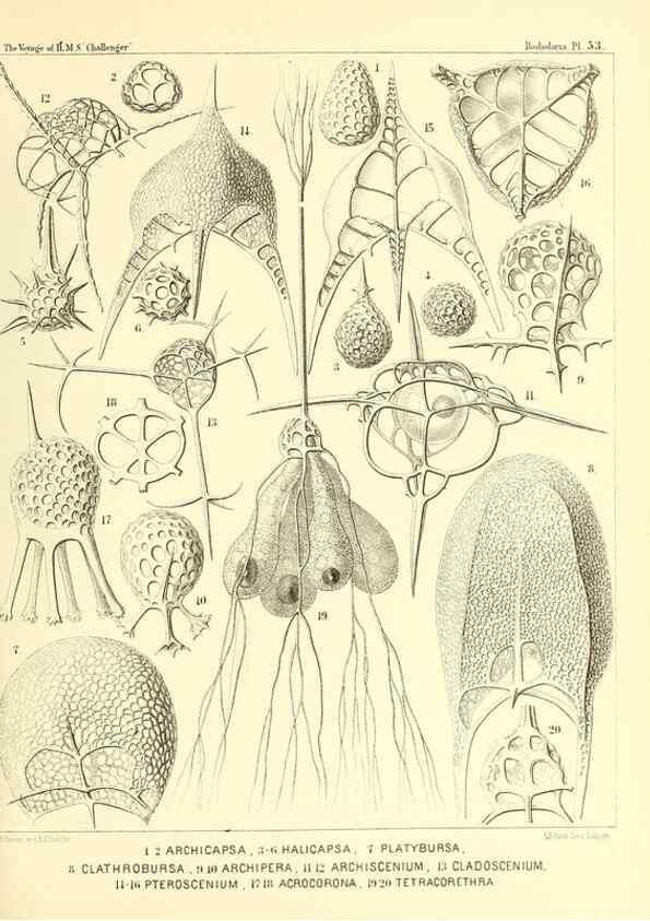 Reproducción/Reproduction 37096604925: Report on the scientific results of the voyage of H.M.S. Challenger during the years 1873-76 under the command of Captain George S. Nares .... Edinburgh :Neill,1880-1895.