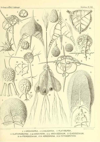 Reproducción/Reproduction 37096604925: Report on the scientific results of the voyage of H.M.S. Challenger during the years 1873-76 under the command of Captain George S. Nares .... Edinburgh :Neill,1880-1895.