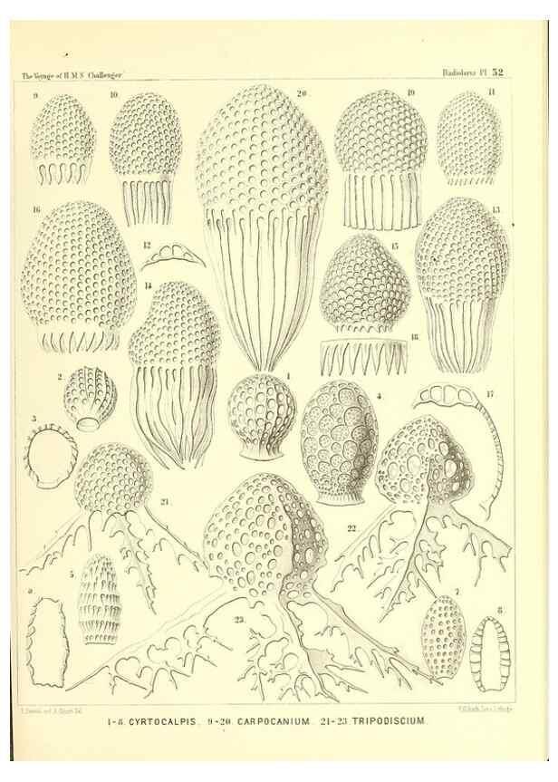 Reproducción/Reproduction 37096603335: Report on the scientific results of the voyage of H.M.S. Challenger during the years 1873-76 under the command of Captain George S. Nares .... Edinburgh :Neill,1880-1895.