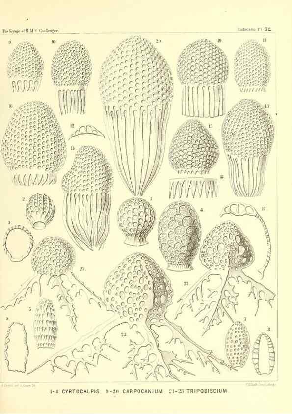 Reproducción/Reproduction 37096603335: Report on the scientific results of the voyage of H.M.S. Challenger during the years 1873-76 under the command of Captain George S. Nares .... Edinburgh :Neill,1880-1895.