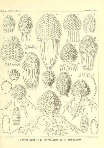 Reproducción/Reproduction 37096603335: Report on the scientific results of the voyage of H.M.S. Challenger during the years 1873-76 under the command of Captain George S. Nares .... Edinburgh :Neill,1880-1895.
