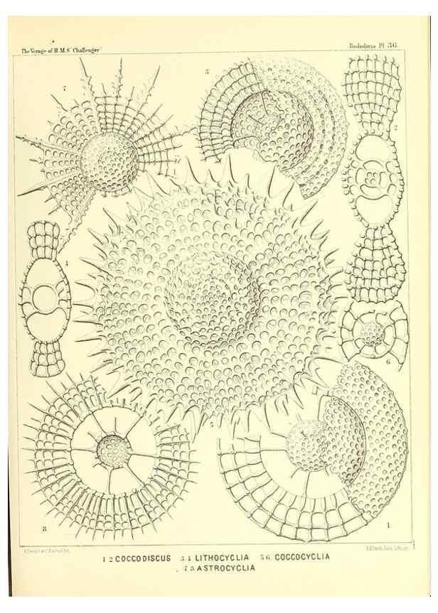 Reproducción/Reproduction 37096574005: Report on the scientific results of the voyage of H.M.S. Challenger during the years 1873-76 under the command of Captain George S. Nares .... Edinburgh :Neill,1880-1895.