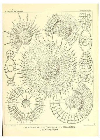 Reproducción/Reproduction 37096574005: Report on the scientific results of the voyage of H.M.S. Challenger during the years 1873-76 under the command of Captain George S. Nares .... Edinburgh :Neill,1880-1895.