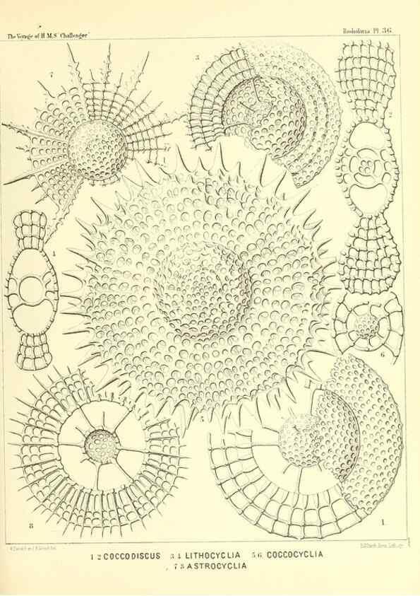 Reproducción/Reproduction 37096574005: Report on the scientific results of the voyage of H.M.S. Challenger during the years 1873-76 under the command of Captain George S. Nares .... Edinburgh :Neill,1880-1895.