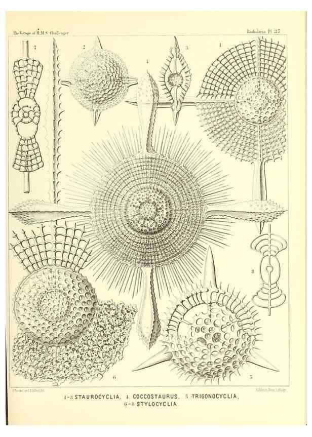 Reproducción/Reproduction 37096576365: Report on the scientific results of the voyage of H.M.S. Challenger during the years 1873-76 under the command of Captain George S. Nares .... Edinburgh :Neill,1880-1895.