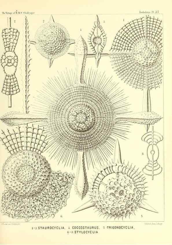 Reproducción/Reproduction 37096576365: Report on the scientific results of the voyage of H.M.S. Challenger during the years 1873-76 under the command of Captain George S. Nares .... Edinburgh :Neill,1880-1895.
