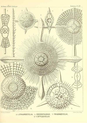 Reproducción/Reproduction 37096576365: Report on the scientific results of the voyage of H.M.S. Challenger during the years 1873-76 under the command of Captain George S. Nares .... Edinburgh :Neill,1880-1895.