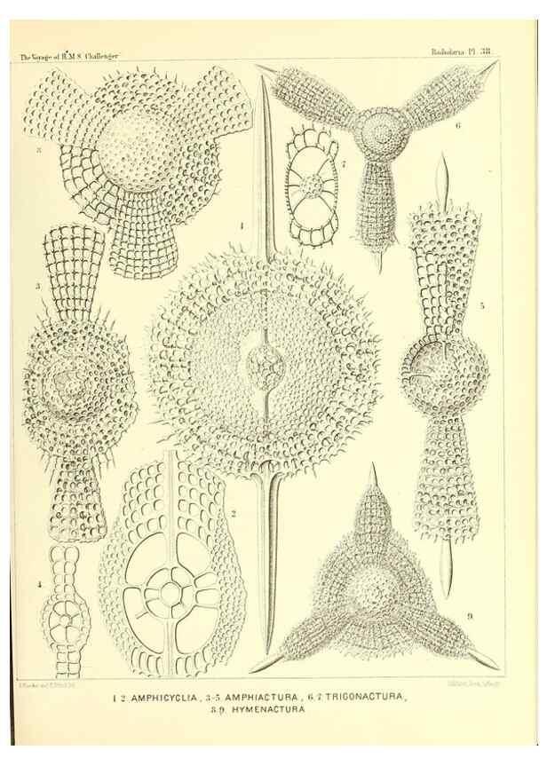 Reproducción/Reproduction 37096578455: Report on the scientific results of the voyage of H.M.S. Challenger during the years 1873-76 under the command of Captain George S. Nares .... Edinburgh :Neill,1880-1895.