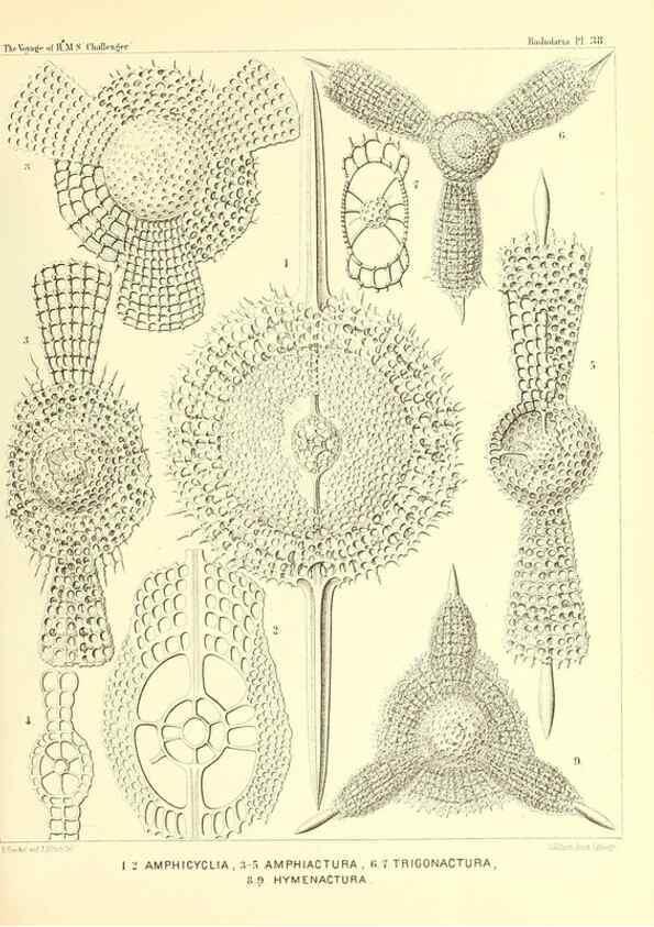 Reproducción/Reproduction 37096578455: Report on the scientific results of the voyage of H.M.S. Challenger during the years 1873-76 under the command of Captain George S. Nares .... Edinburgh :Neill,1880-1895.