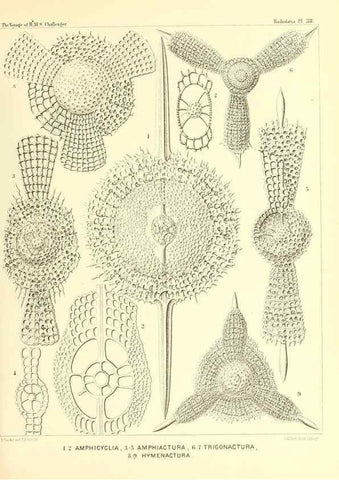 Reproducción/Reproduction 37096578455: Report on the scientific results of the voyage of H.M.S. Challenger during the years 1873-76 under the command of Captain George S. Nares .... Edinburgh :Neill,1880-1895.