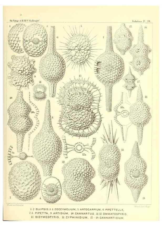 Reproducción/Reproduction 37096580925: Report on the scientific results of the voyage of H.M.S. Challenger during the years 1873-76 under the command of Captain George S. Nares .... Edinburgh :Neill,1880-1895.
