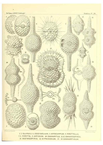 Reproducción/Reproduction 37096580925: Report on the scientific results of the voyage of H.M.S. Challenger during the years 1873-76 under the command of Captain George S. Nares .... Edinburgh :Neill,1880-1895.