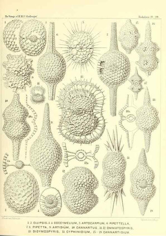 Reproducción/Reproduction 37096580925: Report on the scientific results of the voyage of H.M.S. Challenger during the years 1873-76 under the command of Captain George S. Nares .... Edinburgh :Neill,1880-1895.