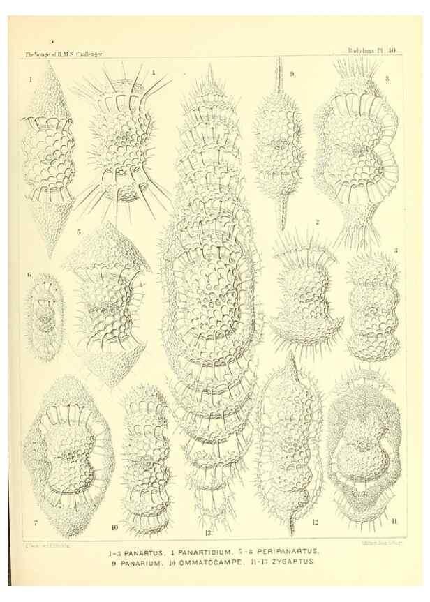Reproducción/Reproduction 37096583375: Report on the scientific results of the voyage of H.M.S. Challenger during the years 1873-76 under the command of Captain George S. Nares .... Edinburgh :Neill,1880-1895.