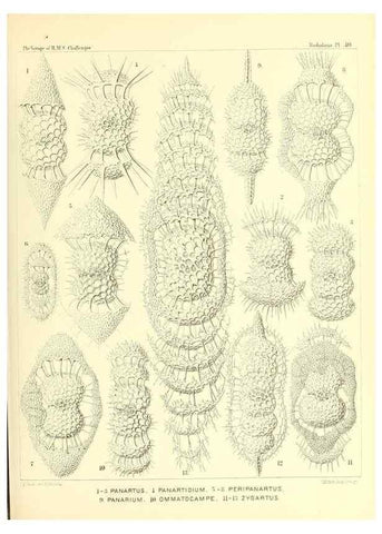 Reproducción/Reproduction 37096583375: Report on the scientific results of the voyage of H.M.S. Challenger during the years 1873-76 under the command of Captain George S. Nares .... Edinburgh :Neill,1880-1895.