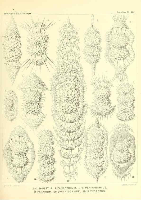 Reproducción/Reproduction 37096583375: Report on the scientific results of the voyage of H.M.S. Challenger during the years 1873-76 under the command of Captain George S. Nares .... Edinburgh :Neill,1880-1895.