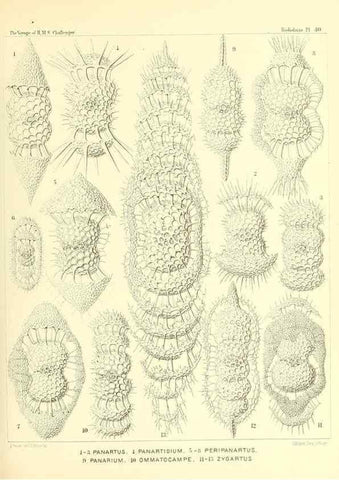 Reproducción/Reproduction 37096583375: Report on the scientific results of the voyage of H.M.S. Challenger during the years 1873-76 under the command of Captain George S. Nares .... Edinburgh :Neill,1880-1895.