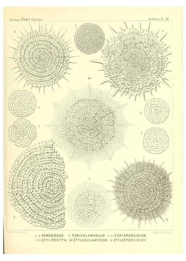 Reproducción/Reproduction 36926232282: Report on the scientific results of the voyage of H.M.S. Challenger during the years 1873-76 under the command of Captain George S. Nares .... Edinburgh :Neill,1880-1895.