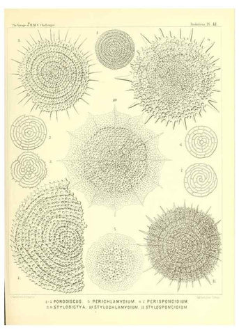 Reproducción/Reproduction 36926232282: Report on the scientific results of the voyage of H.M.S. Challenger during the years 1873-76 under the command of Captain George S. Nares .... Edinburgh :Neill,1880-1895.