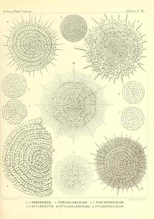 Reproducción/Reproduction 36926232282: Report on the scientific results of the voyage of H.M.S. Challenger during the years 1873-76 under the command of Captain George S. Nares .... Edinburgh :Neill,1880-1895.