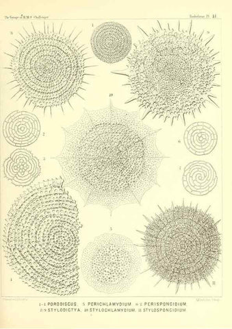 Reproducción/Reproduction 36926232282: Report on the scientific results of the voyage of H.M.S. Challenger during the years 1873-76 under the command of Captain George S. Nares .... Edinburgh :Neill,1880-1895.