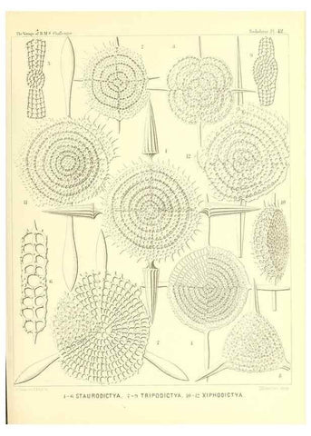 Reproducción/Reproduction 36926233342: Report on the scientific results of the voyage of H.M.S. Challenger during the years 1873-76 under the command of Captain George S. Nares .... Edinburgh :Neill,1880-1895.