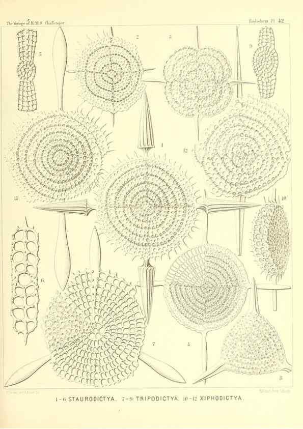 Reproducción/Reproduction 36926233342: Report on the scientific results of the voyage of H.M.S. Challenger during the years 1873-76 under the command of Captain George S. Nares .... Edinburgh :Neill,1880-1895.