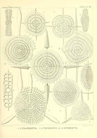 Reproducción/Reproduction 36926233342: Report on the scientific results of the voyage of H.M.S. Challenger during the years 1873-76 under the command of Captain George S. Nares .... Edinburgh :Neill,1880-1895.