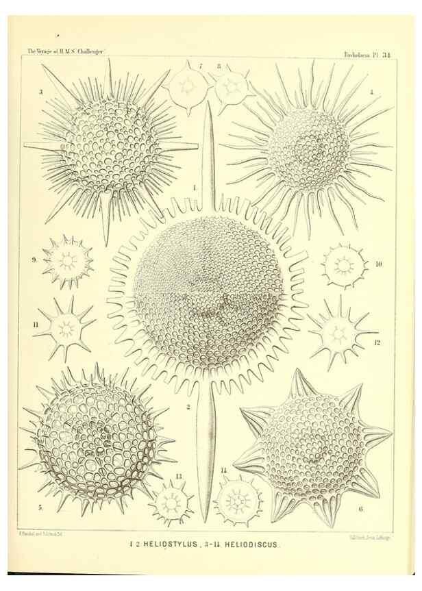Reproducción/Reproduction 37096568535: Report on the scientific results of the voyage of H.M.S. Challenger during the years 1873-76 under the command of Captain George S. Nares .... Edinburgh :Neill,1880-1895.