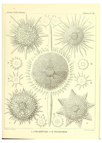 Reproducción/Reproduction 37096568535: Report on the scientific results of the voyage of H.M.S. Challenger during the years 1873-76 under the command of Captain George S. Nares .... Edinburgh :Neill,1880-1895.