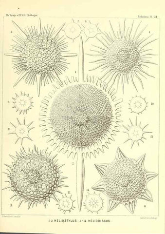 Reproducción/Reproduction 37096568535: Report on the scientific results of the voyage of H.M.S. Challenger during the years 1873-76 under the command of Captain George S. Nares .... Edinburgh :Neill,1880-1895.