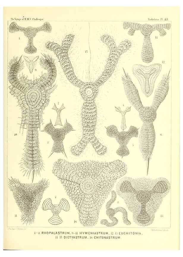 Reproducción/Reproduction 36926234532: Report on the scientific results of the voyage of H.M.S. Challenger during the years 1873-76 under the command of Captain George S. Nares .... Edinburgh :Neill,1880-1895.