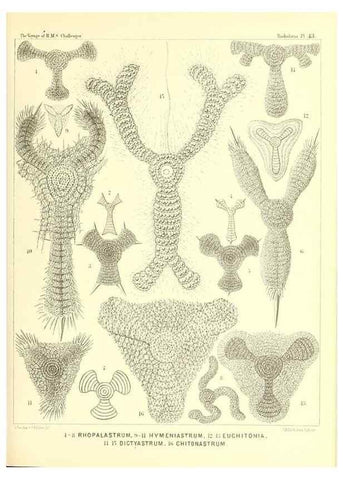 Reproducción/Reproduction 36926234532: Report on the scientific results of the voyage of H.M.S. Challenger during the years 1873-76 under the command of Captain George S. Nares .... Edinburgh :Neill,1880-1895.