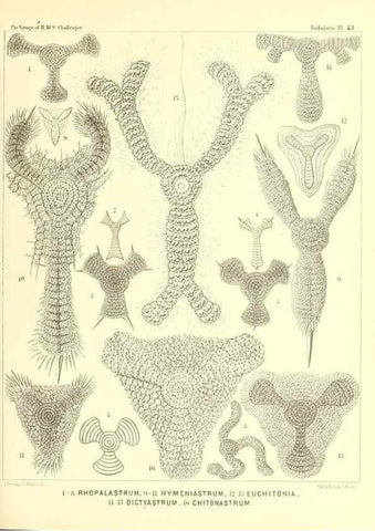 Reproducción/Reproduction 36926234532: Report on the scientific results of the voyage of H.M.S. Challenger during the years 1873-76 under the command of Captain George S. Nares .... Edinburgh :Neill,1880-1895.