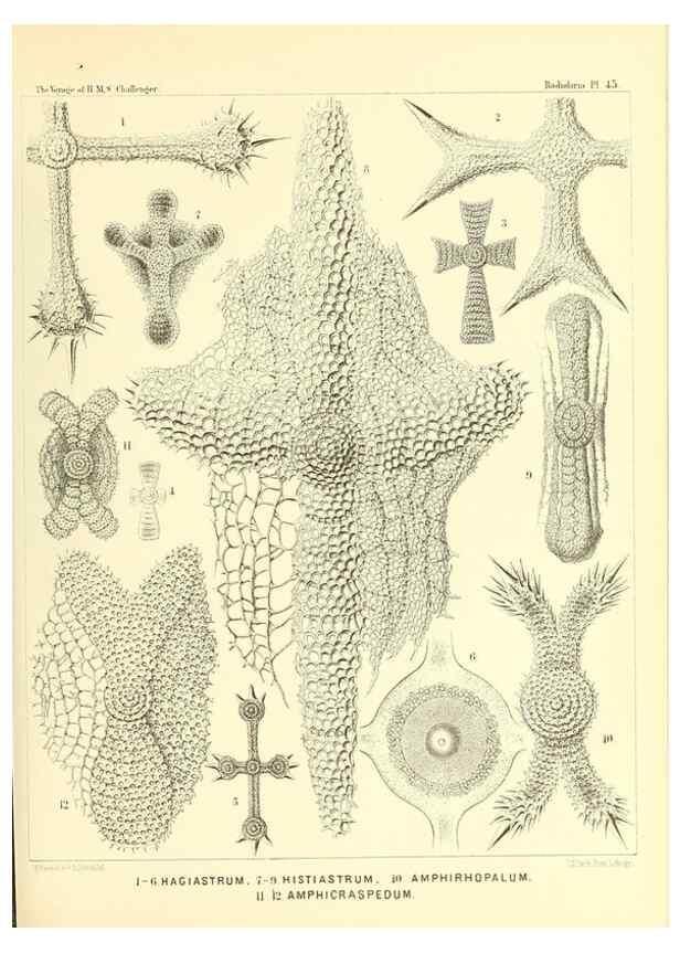 Reproducción/Reproduction 36926237232: Report on the scientific results of the voyage of H.M.S. Challenger during the years 1873-76 under the command of Captain George S. Nares .... Edinburgh :Neill,1880-1895.