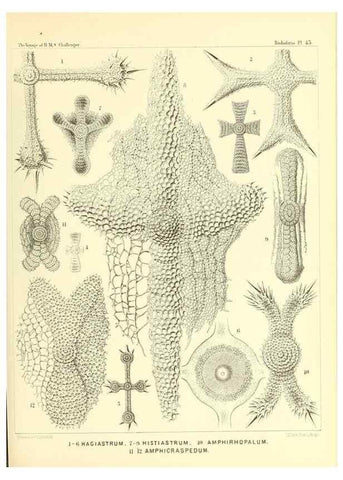 Reproducción/Reproduction 36926237232: Report on the scientific results of the voyage of H.M.S. Challenger during the years 1873-76 under the command of Captain George S. Nares .... Edinburgh :Neill,1880-1895.