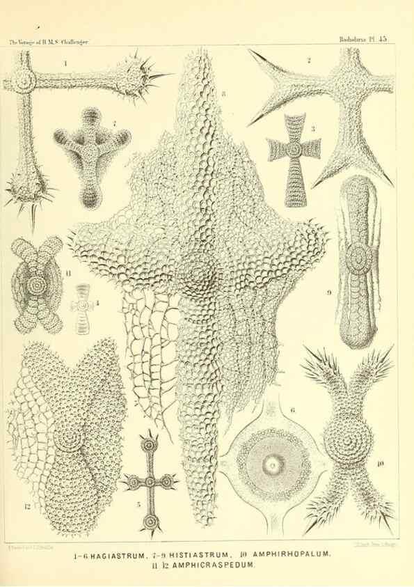 Reproducción/Reproduction 36926237232: Report on the scientific results of the voyage of H.M.S. Challenger during the years 1873-76 under the command of Captain George S. Nares .... Edinburgh :Neill,1880-1895.