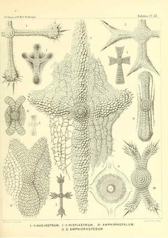 Reproducción/Reproduction 36926237232: Report on the scientific results of the voyage of H.M.S. Challenger during the years 1873-76 under the command of Captain George S. Nares .... Edinburgh :Neill,1880-1895.