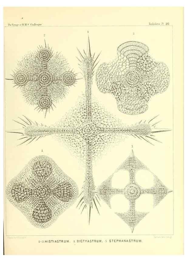 Reproducción/Reproduction 36926238902: Report on the scientific results of the voyage of H.M.S. Challenger during the years 1873-76 under the command of Captain George S. Nares .... Edinburgh :Neill,1880-1895.