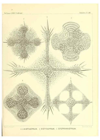 Reproducción/Reproduction 36926238902: Report on the scientific results of the voyage of H.M.S. Challenger during the years 1873-76 under the command of Captain George S. Nares .... Edinburgh :Neill,1880-1895.