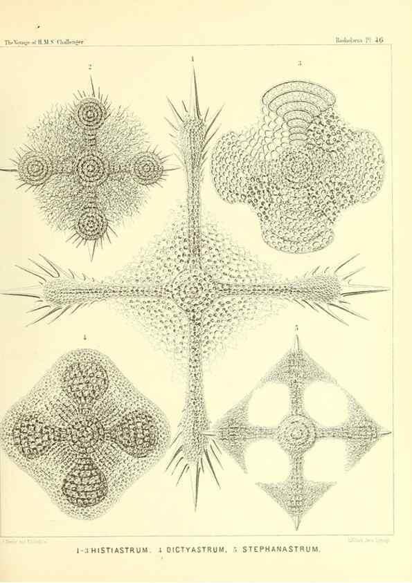 Reproducción/Reproduction 36926238902: Report on the scientific results of the voyage of H.M.S. Challenger during the years 1873-76 under the command of Captain George S. Nares .... Edinburgh :Neill,1880-1895.