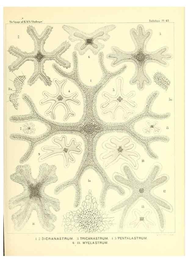 Reproducción/Reproduction 36926240332: Report on the scientific results of the voyage of H.M.S. Challenger during the years 1873-76 under the command of Captain George S. Nares .... Edinburgh :Neill,1880-1895.