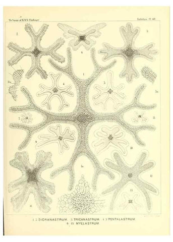 Reproducción/Reproduction 36926240332: Report on the scientific results of the voyage of H.M.S. Challenger during the years 1873-76 under the command of Captain George S. Nares .... Edinburgh :Neill,1880-1895.