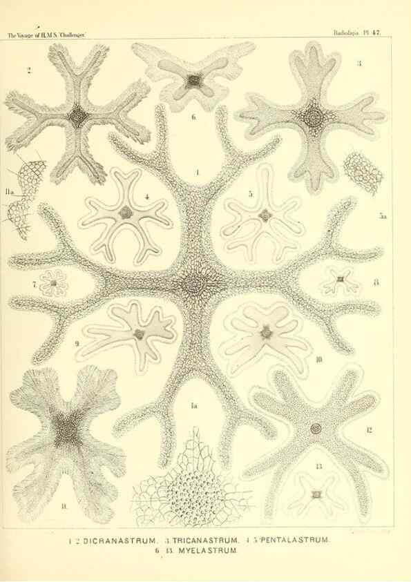 Reproducción/Reproduction 36926240332: Report on the scientific results of the voyage of H.M.S. Challenger during the years 1873-76 under the command of Captain George S. Nares .... Edinburgh :Neill,1880-1895.