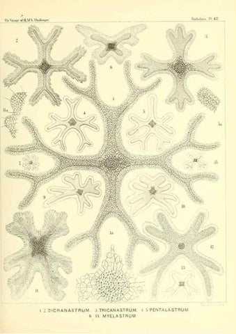 Reproducción/Reproduction 36926240332: Report on the scientific results of the voyage of H.M.S. Challenger during the years 1873-76 under the command of Captain George S. Nares .... Edinburgh :Neill,1880-1895.