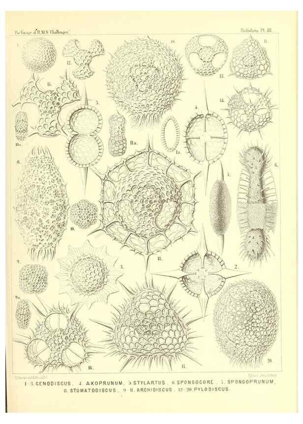 Reproducción/Reproduction 36926241562: Report on the scientific results of the voyage of H.M.S. Challenger during the years 1873-76 under the command of Captain George S. Nares .... Edinburgh :Neill,1880-1895.