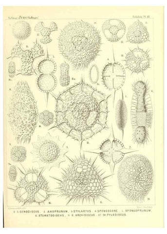 Reproducción/Reproduction 36926241562: Report on the scientific results of the voyage of H.M.S. Challenger during the years 1873-76 under the command of Captain George S. Nares .... Edinburgh :Neill,1880-1895.