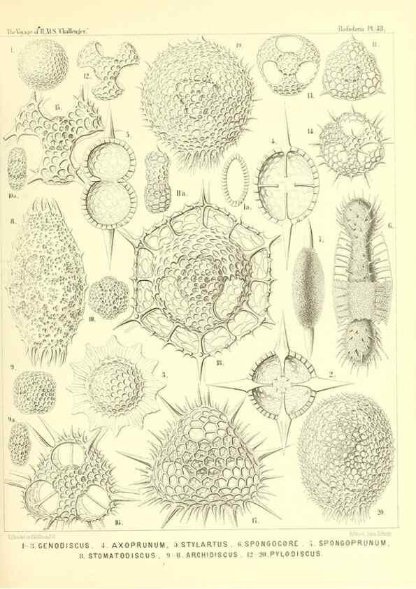 Reproducción/Reproduction 36926241562: Report on the scientific results of the voyage of H.M.S. Challenger during the years 1873-76 under the command of Captain George S. Nares .... Edinburgh :Neill,1880-1895.
